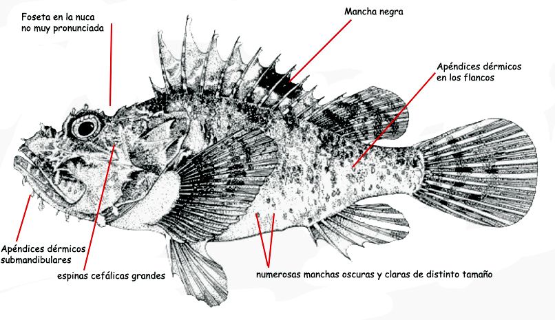 Scorpaena scrofa_01.jpg
